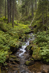 Obraz premium Early morning sun in the green forest