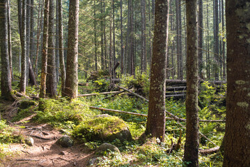 Beautiful autumn forest mountain path at sunset. Tourism hiking. National nature park