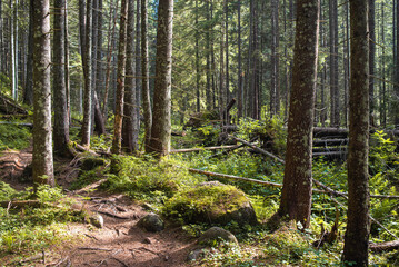 Beautiful autumn forest mountain path at sunset. Tourism hiking. National nature park