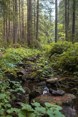 Beautiful autumn forest mountain path at sunset. Tourism hiking. National nature park