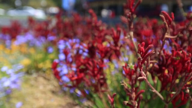 Beautiful full HD  footage of Australian native plant red Kangaroo paws blooming flowers in the winter at King park botanic garden, Perth city, west of Australia