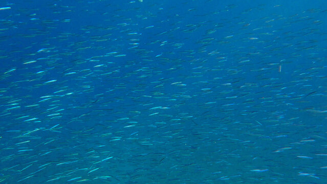 Massive shoal of Blue sprat, Delicate round herring or blueback sprat (Spratelloides delicatulus). Massive school of small fish swims in the blue water in sunrays. Red sea, Egypt
