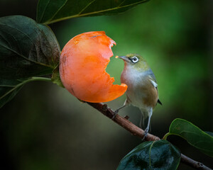 Silvereye or wax-eye bird eating persimmon with fruit on its beak.