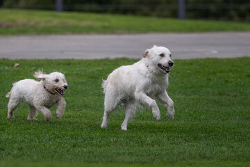 Two white dogs playing on green grass in a park, Auckland