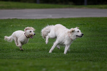 Two white dogs chasing each other on green grass in a park, Auckland