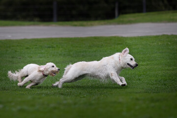 Two white dogs running on green grass in a park.