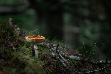 A mature fly agaric mushroom with upturned cap on the forest floor, among falled tree branches. Hawke’s bay.