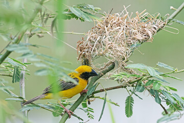 The Asian golden weaver built a nest