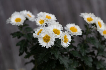 daisies in the garden