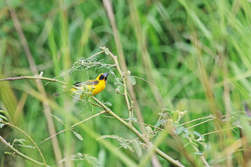 The Asian golden weaver built a nest