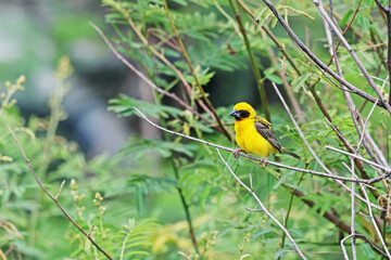 The Asian golden weaver built a nest