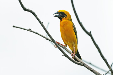 The Asian golden weaver on a branch