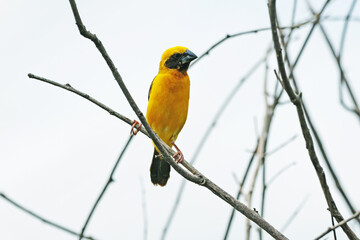 The Asian golden weaver on a branch