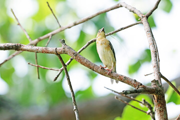 The Asian golden weaver on a branch