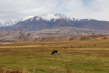 Cow grazing in a pasture near snow-capped mountains. Cattle on a pasture in Kyrgyzstan