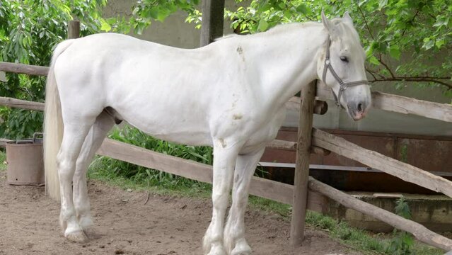white horse animal in zoo club.activities for kids.cute animal tied with rope from wooden bard of yard.horse lovers,close up 4k real time.