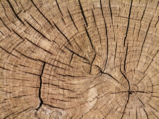 Fototapeta premium Detalle de un tronco cortado