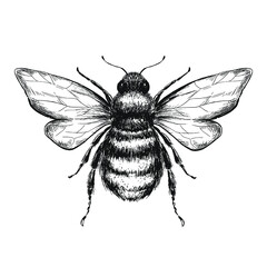 Sketch bee on white background - obrazy, fototapety, plakaty