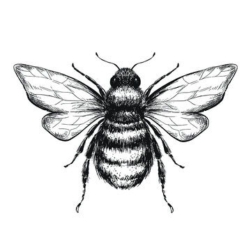Sketch bee on white background