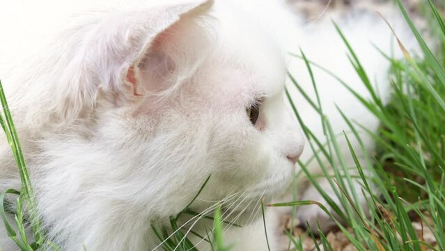 beautiful white deaf cat sitting in green tall grass.feline outside is hunting.beautiful green eyes,sunny summer day.grinch,angry kitty face expression.side view,profile.pet love and care.