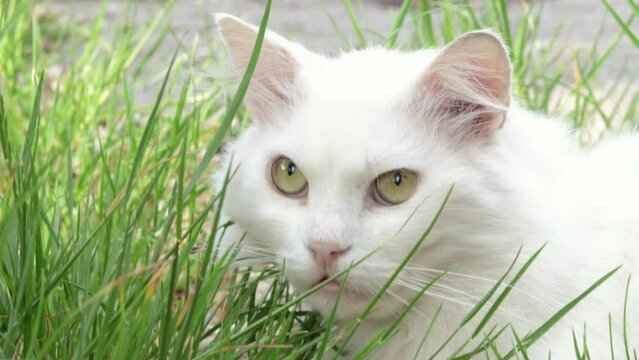 beautiful white deaf cat sitting in green tall grass.feline outside is hunting.beautiful green eyes,sunny summer day.grinch,angry kitty face expression.side view,profile.pet love and care.