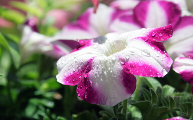 flowers in the garden