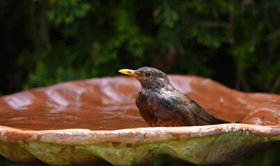 blackbird in the birdbath,amsel im vogelbad
