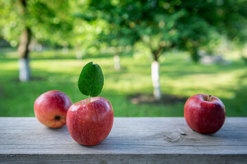 Three red apples with green leaf at orchard garden