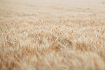 Fototapeta premium Spikelets of wheat in Ukraine, harvesting during the war