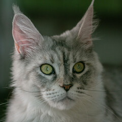 Portrait of a beautiful Maine Coon cat with green eyes. Close-up.