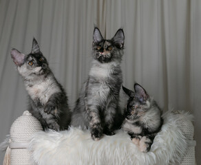 Two small funny tortoiseshell Maine Coon kittens with orange eyes.