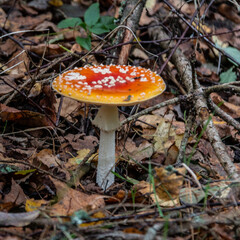 Red poisonous fly agaric in the forest. Fly agaric red.