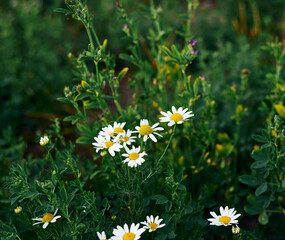 Obraz na płótnie Canvas White wild daisies in alfalfa field