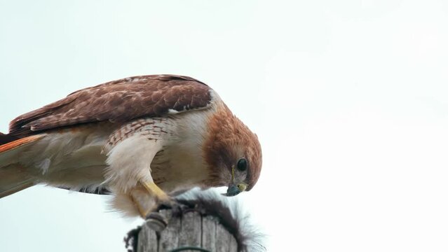 A red-tailed hawk sitting on a telephone pole eating a black squirrel in an urban downtown area.