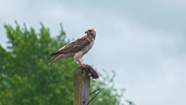 A red-tailed hawk sitting on a telephone pole eating a black squirrel in an urban downtown area with a tree behind it in the summer.