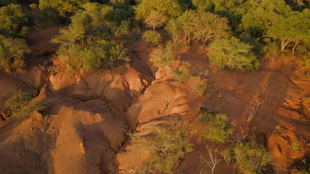 Forward moving aerial over sand dunes of grassland with thick density of trees in Africa.