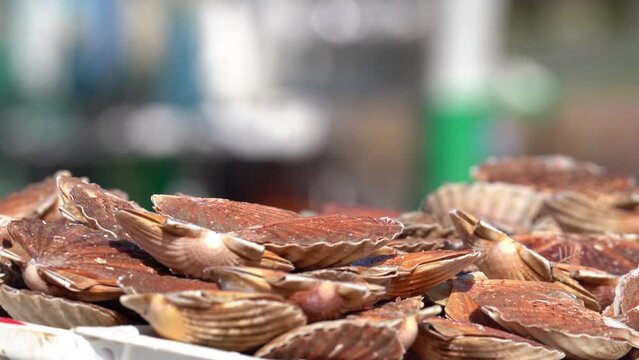 Fresh Scallops Ready For Shipping With Blurry Boat Passing in Background. - close up