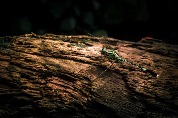 A dragonfly rest on the dead log