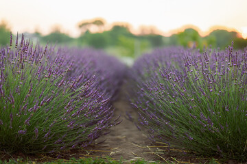 huge lavender field of beautiful flowers in Ukraine