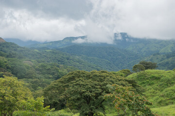 Green vegetation in the rainy season in Costa Rica.