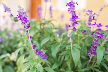 Blooming sage blurred background soft focus