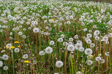 Obraz premium Dandelion field. A lot of dandelion. Glade of dandelions juicy green summer lightness. Macro dandelions. Close dandelions. Summer dandelions