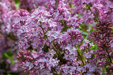 Branch of lilac flowers with green leaves, floral natural seasonal hipster background