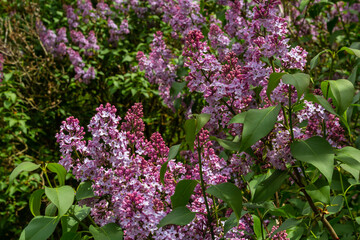 Branch of lilac flowers with green leaves, floral natural seasonal hipster background