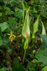 Flower of Lord and ladies or snakeshead plant, Arum maculatum