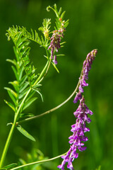 Fragile purple flowers background. Woolly or Fodder Vetch, Vicia villos, blossom in spring garden