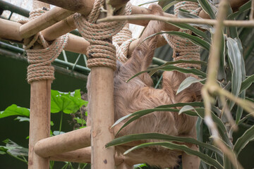 Sloths spend most of their lives hanging upside down in the trees of the tropical rainforests. © Racoonbtc