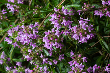 Blossoming fragrant Thymus serpyllum, Breckland wild thyme, creeping thyme, or elfin thyme close-up, macro photo. Beautiful food and medicinal plant in the field in the sunny day