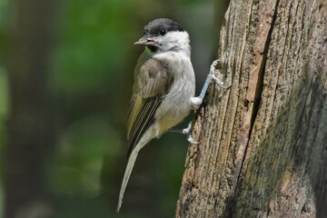 Mésange nonnette (Poecile palustris), Neuchâtel, Suisse.