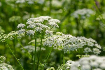 Close-up of a white flower of the species Aegopodium podagraria, commonly called ground elder, herb gerard, bishop's weed, goutweed, gout wort. Focus on foreground, flower meadow blurred background